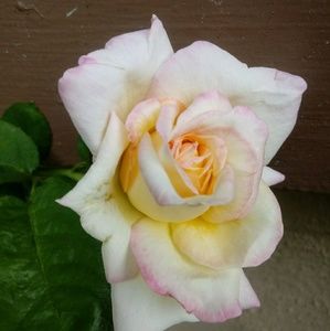 Meet your Posher, Karyn